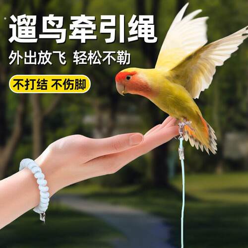 鹦鹉放飞绳超轻训练牵引绳外出遛鸟神器虎皮牡丹玄凤专用绳子八哥
