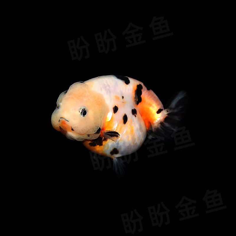 兰寿金鱼成鱼活鱼三色奶牛重墨玉兔冷水好养精品兰寿苗蓝瘦观赏鱼