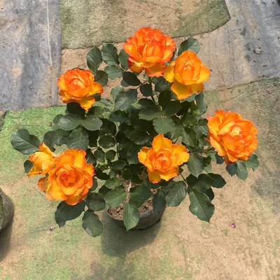 火焰月季花苗埃斯托尼尔大花微月勤开丰花植物阳台玫瑰花四季开花