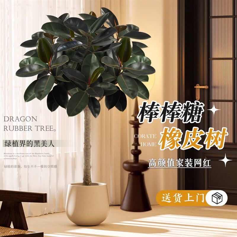 橡皮树大盆栽黑金刚像皮树客厅棒棒糖老桩象皮树办公室内植物绿植
