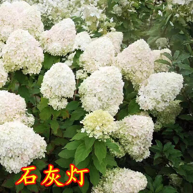 圆锥绣球大花耐热耐寒庭院植物盆栽地栽香草草莓石灰灯夏日美人
