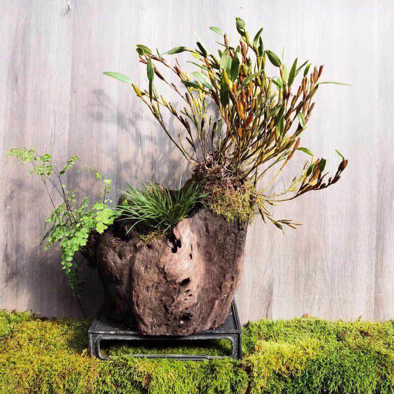 兰花石斛苗花卉清仓组合套餐盆栽附生兰微景植物景观造景新手易活