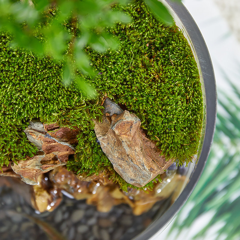 小叶赤楠盆景客厅办公室内桌面微景观苔藓绿植九里香盆栽四季花卉
