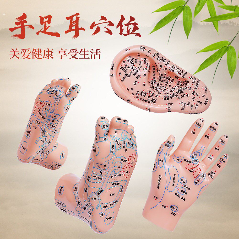 耳朵穴位模型脚穴位模型足部耳朵手经络推拿足底按摩图解反射区足