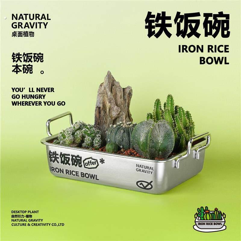 自然引力-铁饭碗仙人掌植物组合盆栽创意毕业礼物好养小礼品