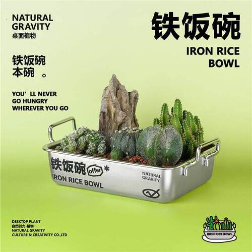 自然引力-铁饭碗仙人掌植物组合盆栽创意毕业礼物好养小礼品