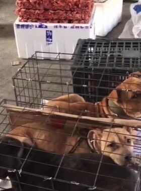 一次性土狗杂斗猎犬托运笼运输笼航空箱狗笼结实耐用尺寸70X30X40