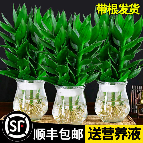 观音竹富贵转运竹水培植物带根花卉招财绿植绿萝室内盆栽水养好养