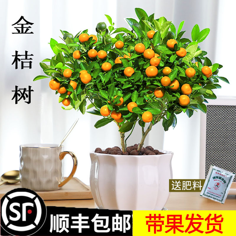 四季金桔树盆栽带果客厅招财植物室内桌面橘子盆景好养绿植年宵花
