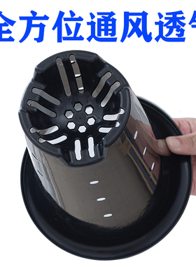 兰花盆专用 黑色透气塑料兰花花盆 加厚高大口径带侧孔简约兰草盆