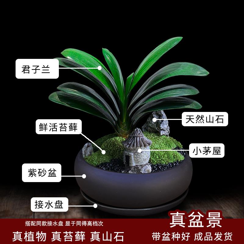 君子兰盆栽兰花盆景绿植室内易活花卉办公室桌面开花植物四季好养