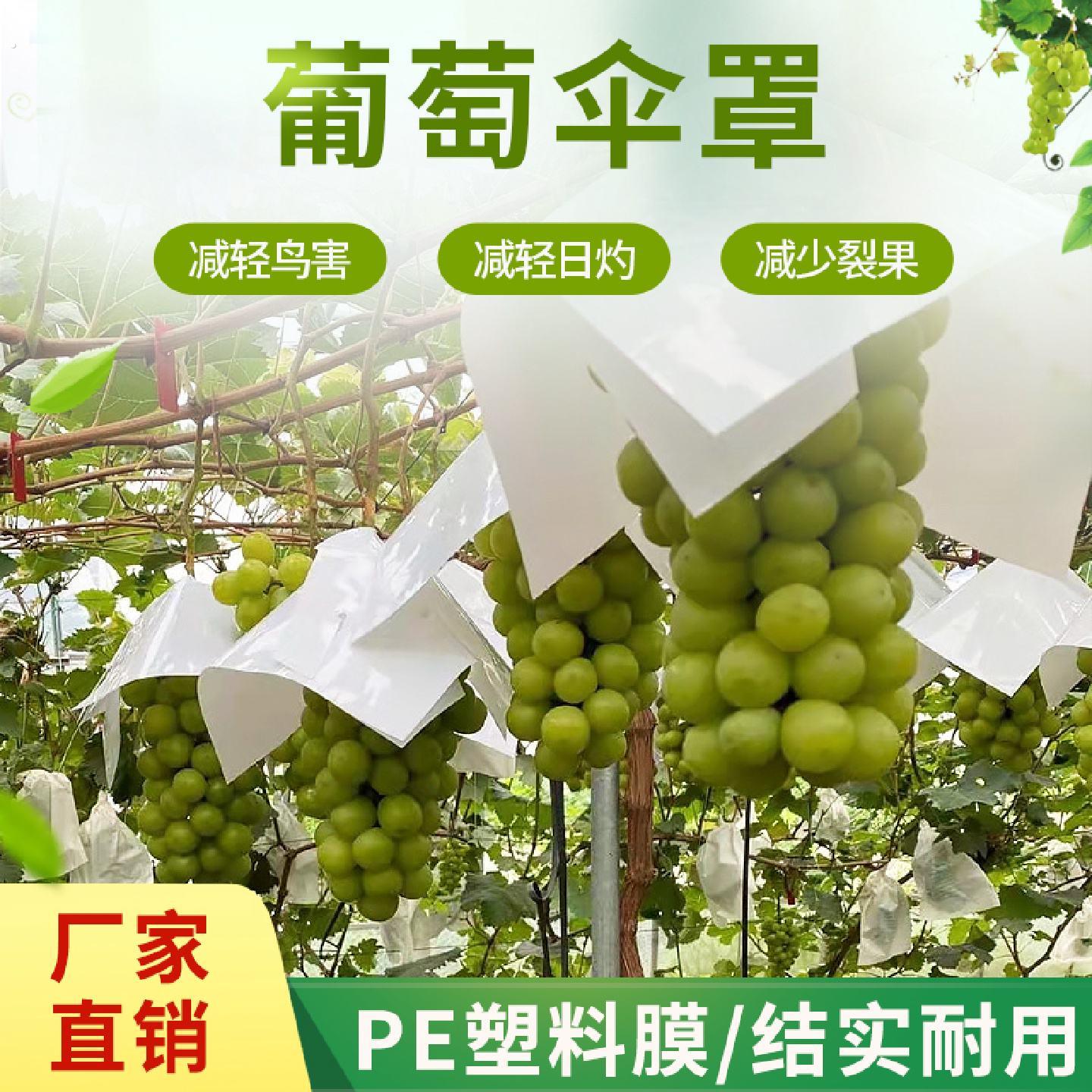 葡萄防鸟防果锈专用塑料套袋防日灼防水防果裂葡萄保护伞果套厂家