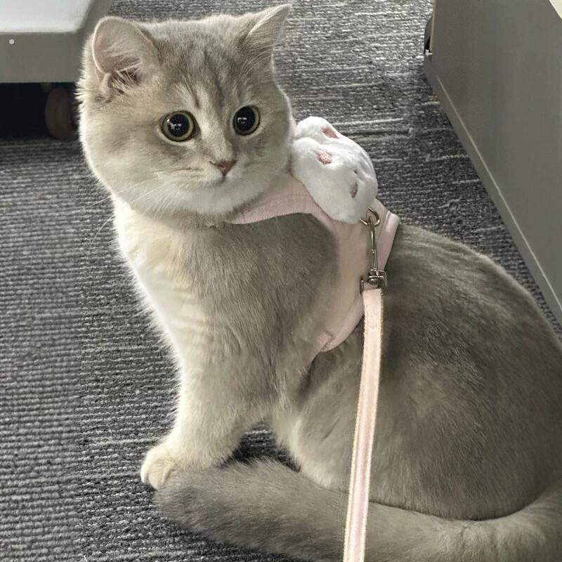 猫咪牵引绳可爱兔子胸背防挣脱工字型遛猫绳狗狗放走丢背心式猫链