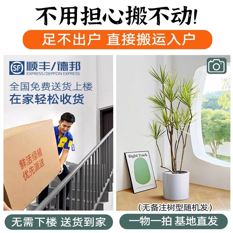 千年木客厅绿植室内好养网红龙血树马尾铁真植物造型七彩铁大盆栽