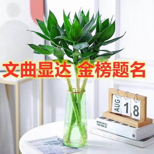 文昌竹4支富贵竹带根水养龙竹水生盆景植物室内观音水培高考摆件