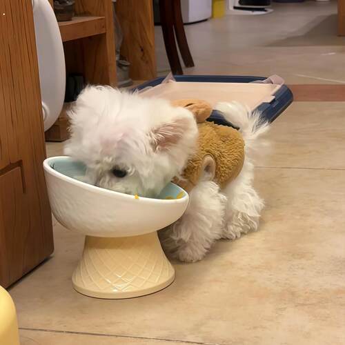 陶瓷高脚猫狗碗猫狗食盆狗狗专用护颈大口径喝水碗宠物碗猫狗食盆