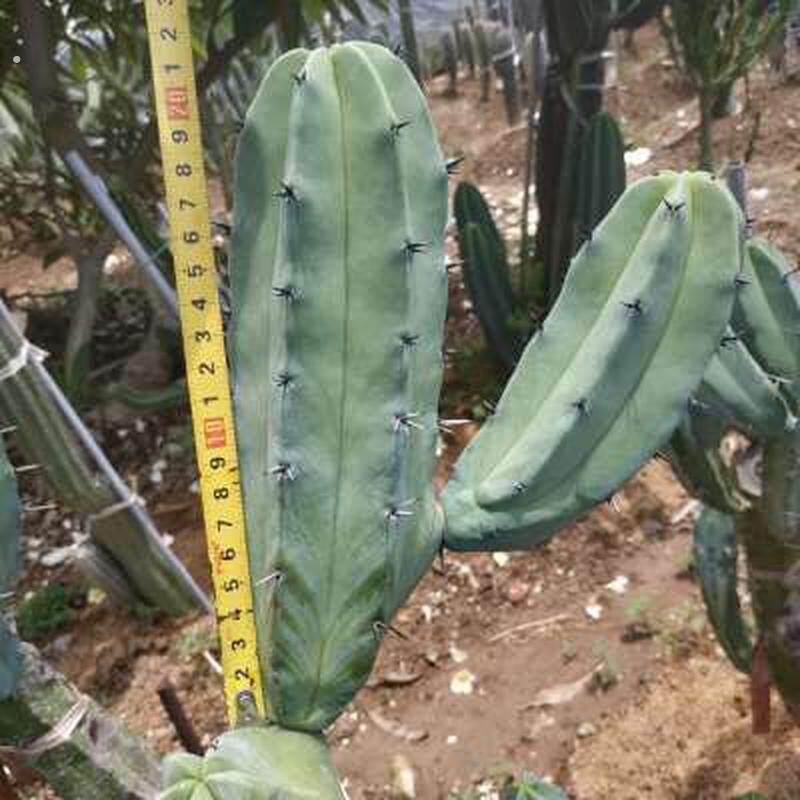 龙神木仙人柱又称蓝爱神木植物枝柱状仙人掌景观布置沙漠多分