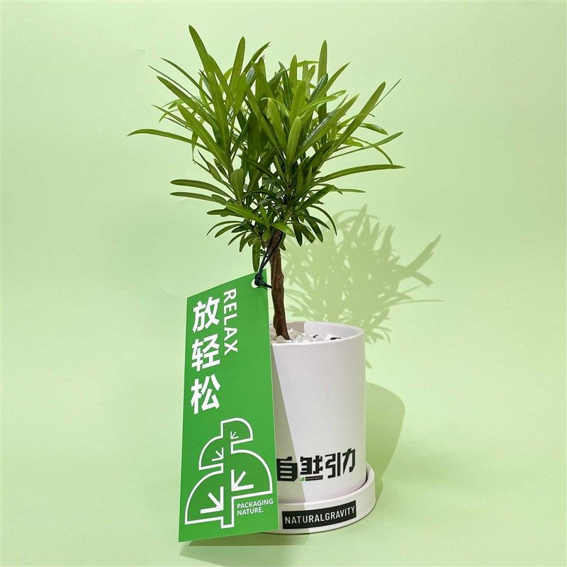 自然引力-罗汉松 书房办公桌面绿植盆栽创意摆件净化空气盆景绿植
