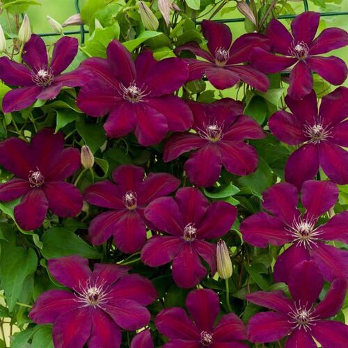中国红铁线莲花苗盆栽大花早花组阳台庭院花墙攀爬藤本花卉植物
