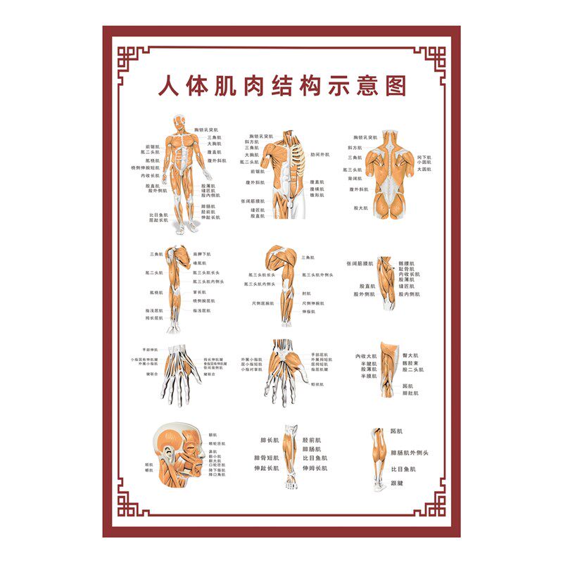 人体骨骼结构图挂图覆膜防水海报肌肉结构图解剖图挂画装饰墙贴画