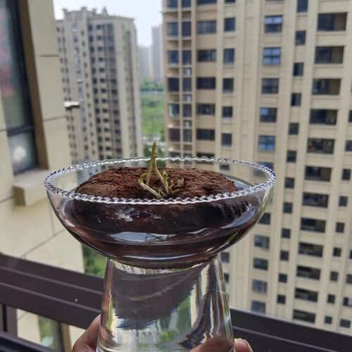 日式风格山乌龟水培花瓶山乌龟专用养殖瓶山乌龟水养透明玻璃瓶子