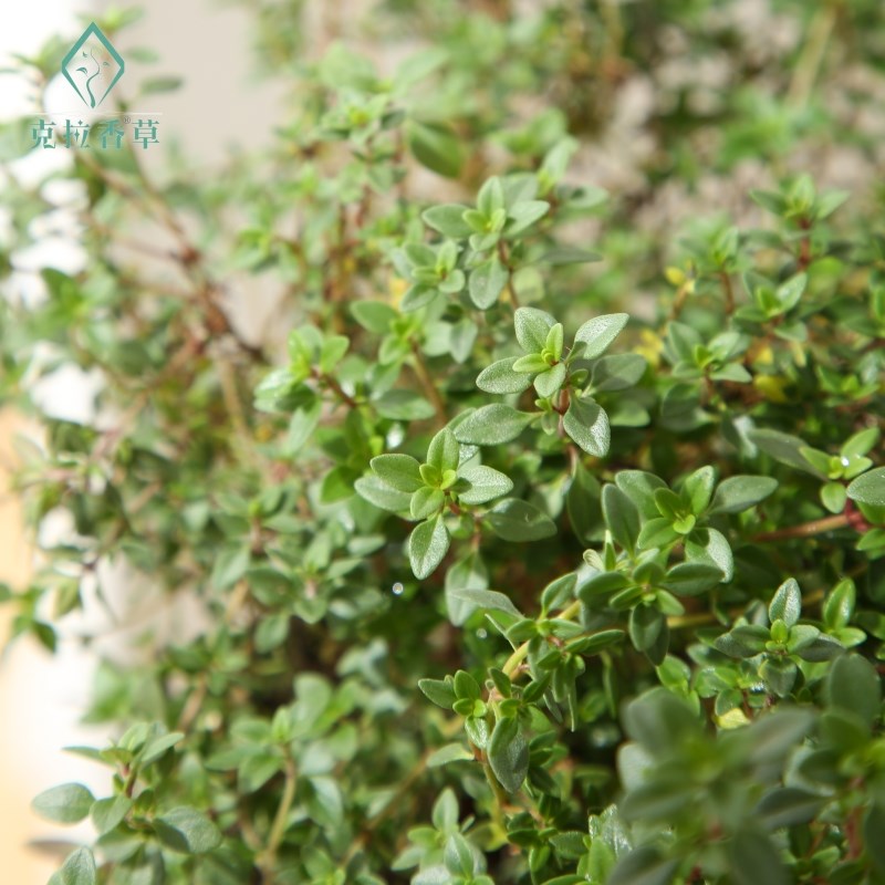 柠檬百里香可食用多年生香草植物盆栽克拉香草泡水烘焙装饰做腌料图片