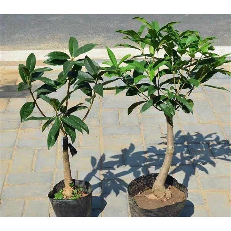 桂花树苗八月金桂丹桂嫁接桂花盆栽地栽沉香桂花苗桂花苗庭院室外