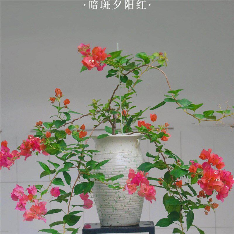 适合种三角梅的专用陶瓷花盆老桩高飘枝手工复古粗陶送营养土2图片