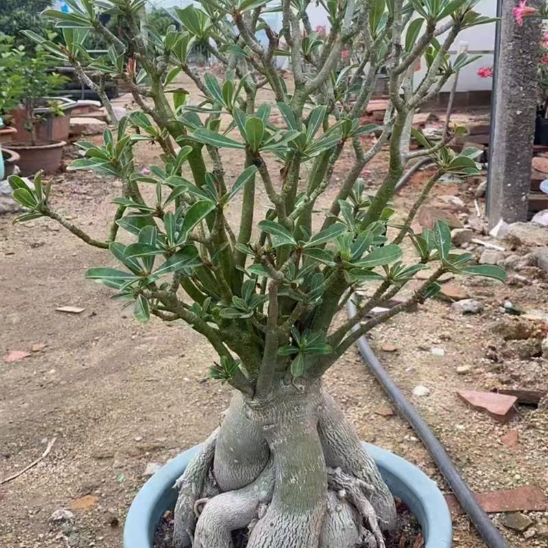 超大沙漠玫瑰多色花盆栽带花苞老桩好养四季开花绿植包邮
