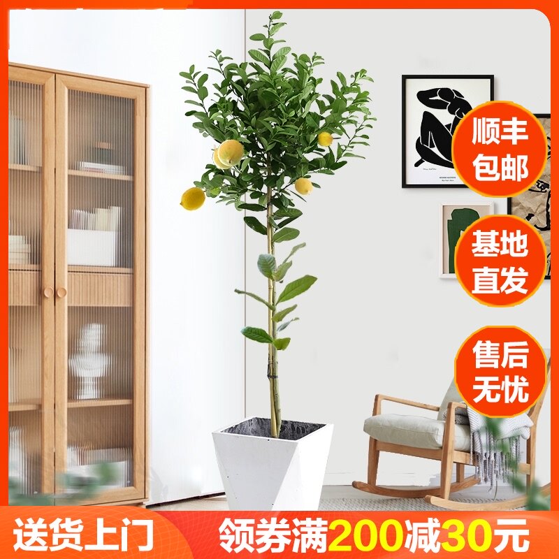 香水柠檬树盆栽客厅大型绿植室内阳台花卉四季带花果网红植物盆景