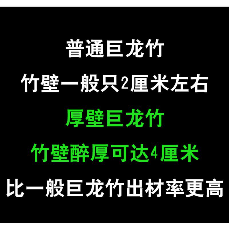 厚壁巨龙竹苗竹子君巨龙竹苗世界上醉高大竹子苗庭院绿植基地直销