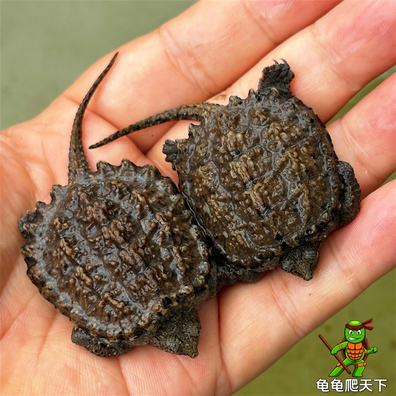 凶猛小鳄鱼龟北美鳄龟杂佛爆刺拟水佛鳄龟观赏乌龟活物鳄龟苗活体图片