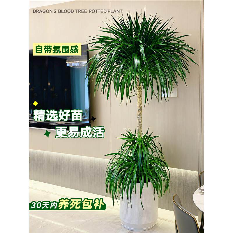 龙血树客厅大型绿植盆栽多头龙须树龙铁树室内大型绿植花卉盆栽