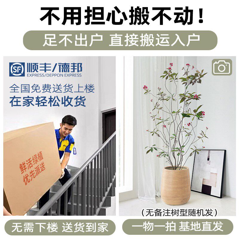琴叶珊瑚花卉室内客厅绿植大型盆栽真花植物新房庭院网红造型新家