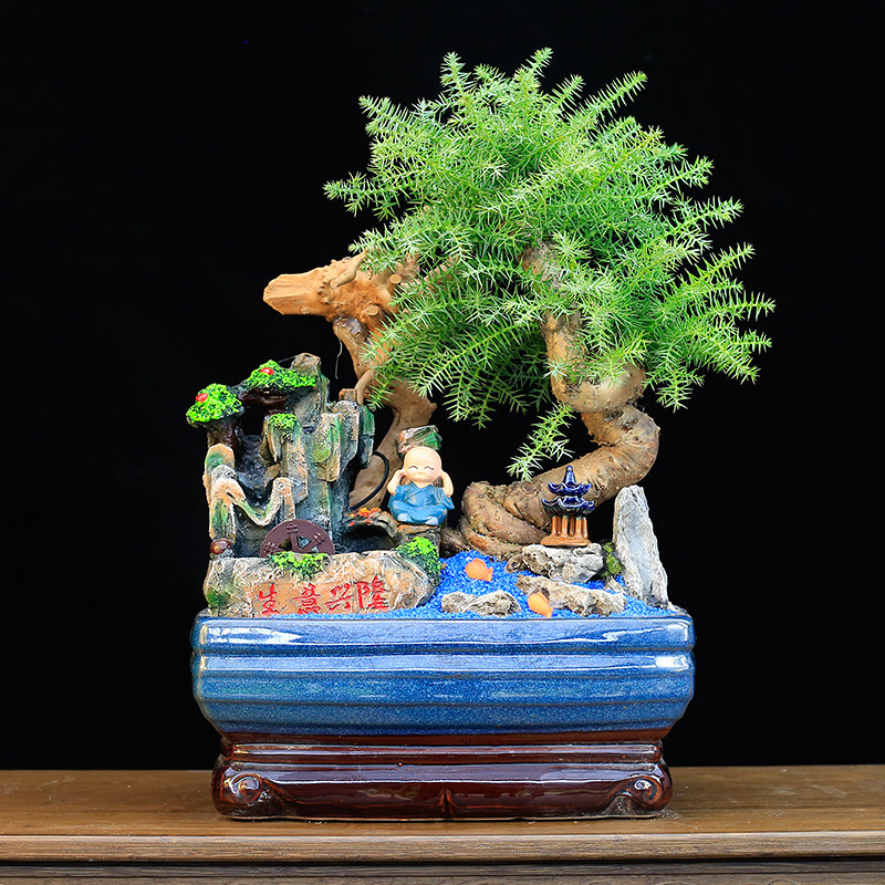 澳洲杉盆景植物老桩室内客厅办公室大型绿植盆栽不老松四季常青