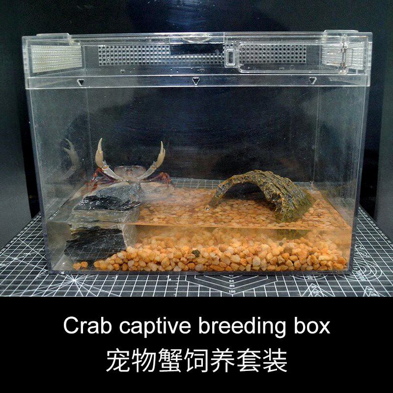 宠物螃蟹饲养套装南海溪蟹中华沙蟹仿地蟹圆轴图氏蟹懒人养法爬箱