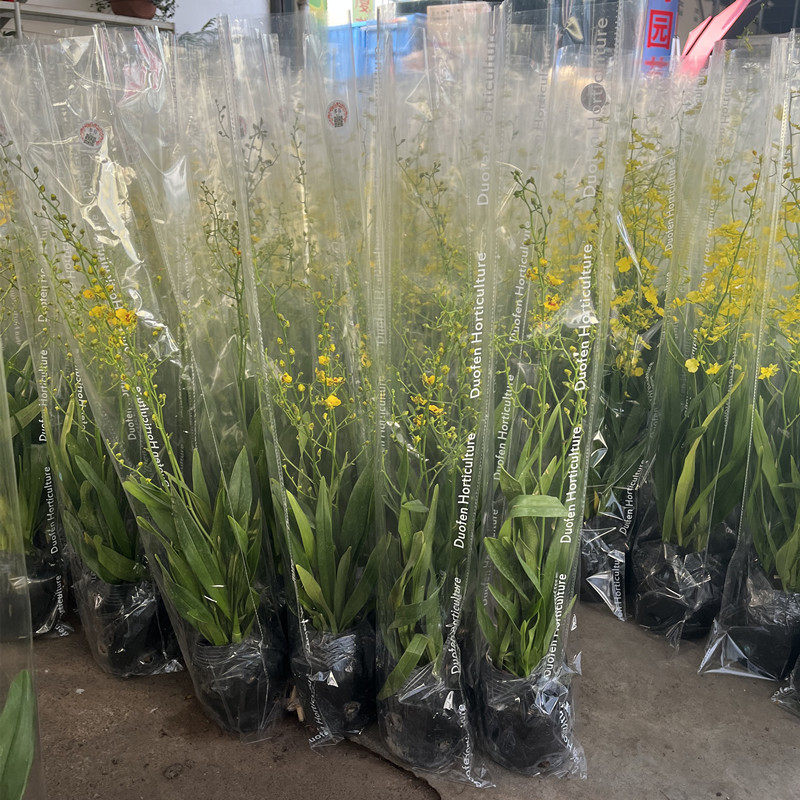 文心兰跳舞兰带花苞客厅室内兰花盆栽桌面花卉洋兰年宵观花植物花