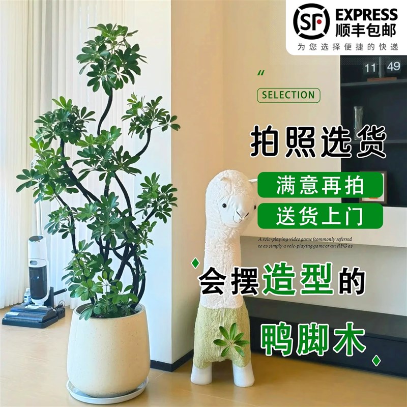 造型鸭脚木客厅大盆栽鸭掌木鹅掌柴室内乔迁绿植植物大型落地四季