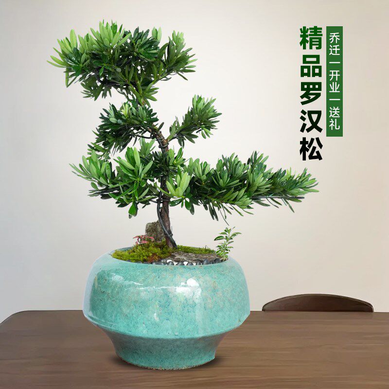 精品造型罗汉松盆景客厅植物乔迁开业盆栽礼物四季常青招财绿植