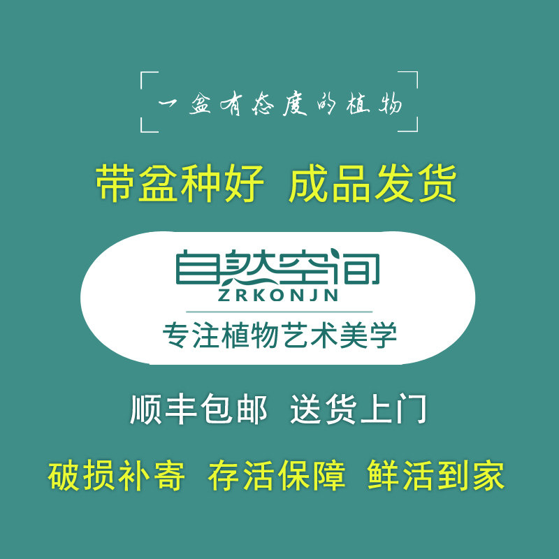 真松柏盆景悬崖式老桩造型盆栽客厅办公室内盘景植物好养四季常青