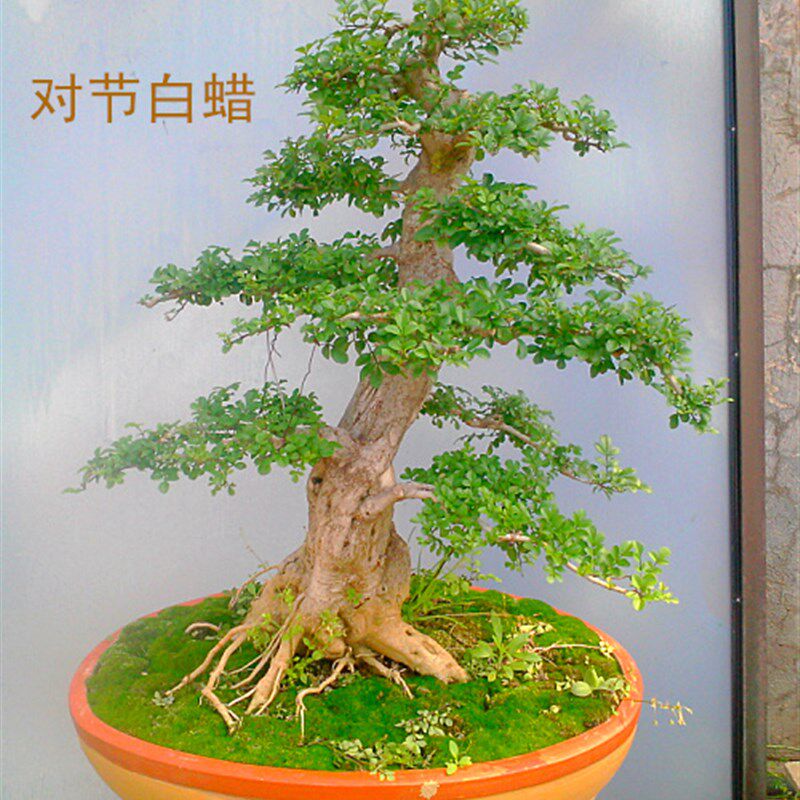 湖北京山对节白蜡熟桩盆景树桩,阳台庭院绿植盆栽,