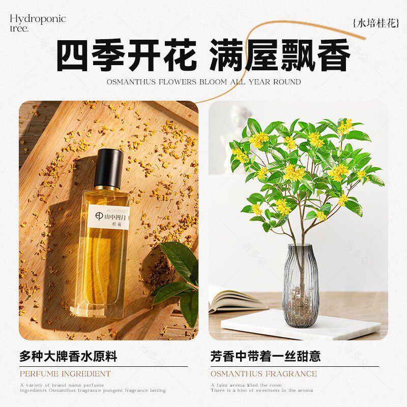水培桂花盆栽树苗水养植物四季桂花鲜切花浓香型室内花卉好养绿植