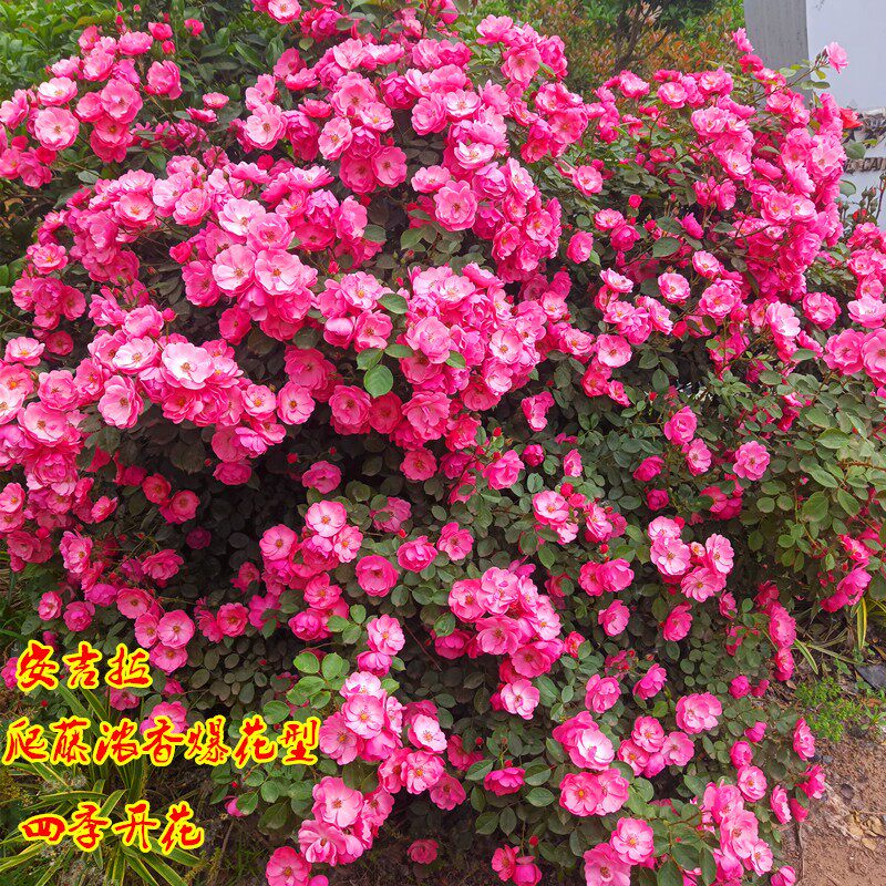 龙沙宝石爬藤月季蔷薇花苗特大浓香四季开花别墅庭院玫瑰藤本植物