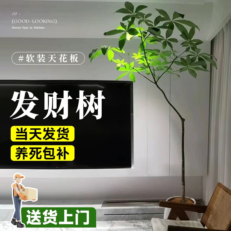 原生发财树盆栽老桩造型大棵室内客厅大型绿植乔迁新居发财树好养