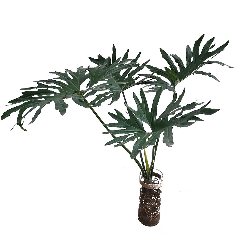 龙鳞水培春羽绿植春雨老桩大型网红盆栽好养活北欧室内龟背植物