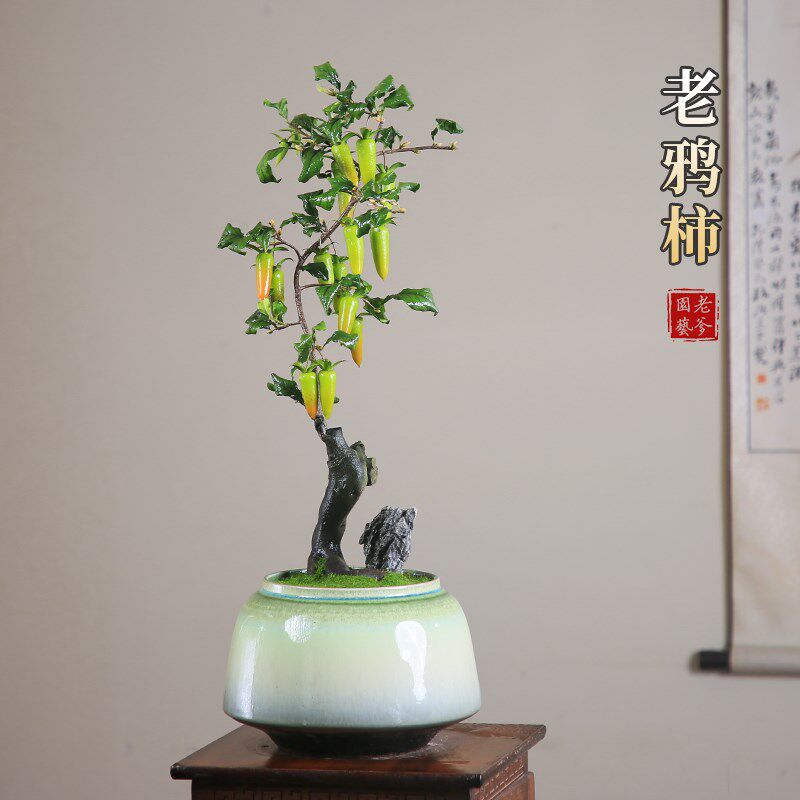 老鸦柿一物一拍挂果老桩盆景年宵红果绿植庭院阳台高端盆景素材