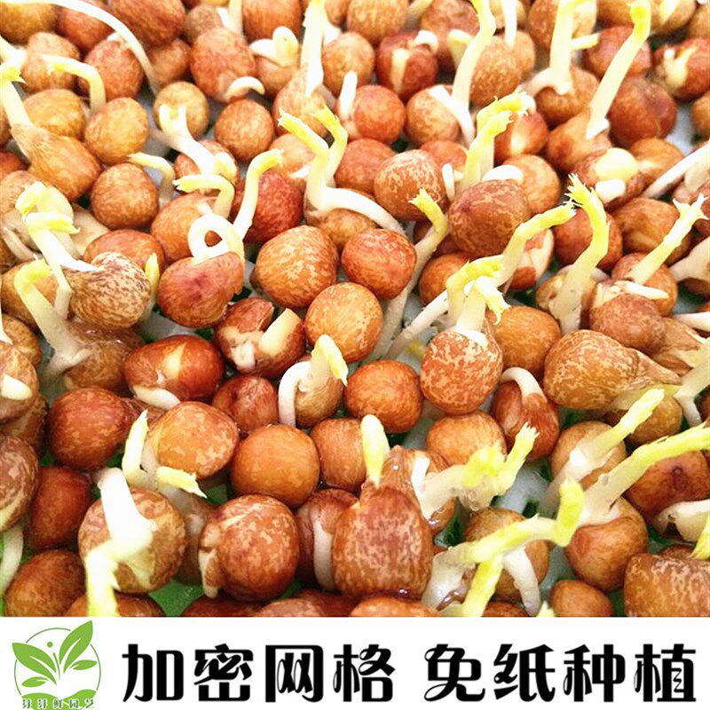 纸上种菜芽苗菜育苗盘带盖盘无土栽培设备水培蔬菜豆芽菜种植盘架