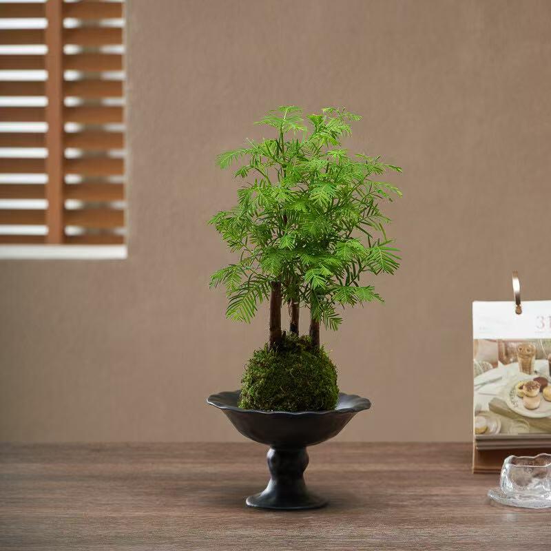 水杉苔藓球盆景室内茶室书房办公桌面好养植物观赏落羽杉净化空气
