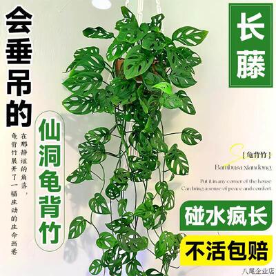 仙洞龟背芋盆栽长藤垂吊水培绿植物室内耐阴四季好养易活净化空气