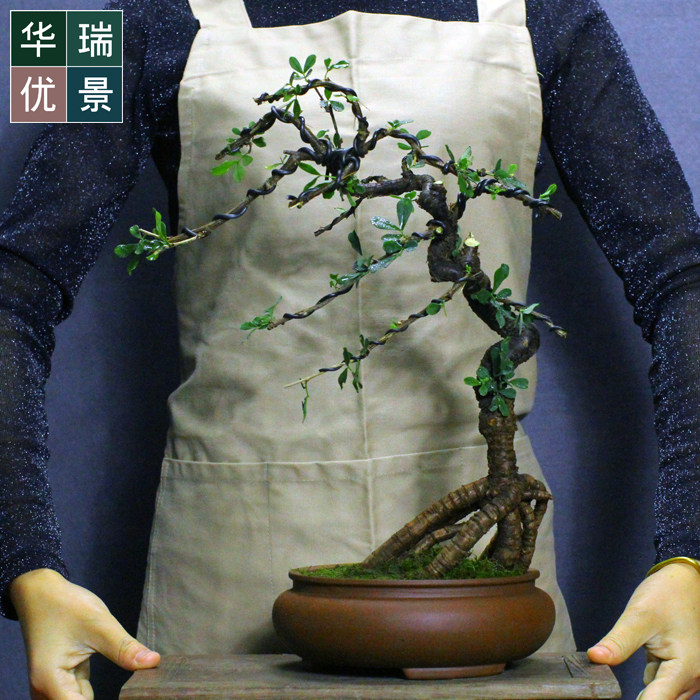 热卖金雀梅花提根式盆景 室内开花盆栽居家办公植物 耐寒好养绿植